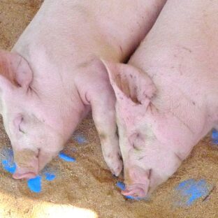 豚毛のヘアブラシの効果や特徴は?ブローで髪艶々!天然素材のブラシ