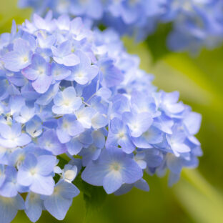 梅雨時、くせ毛でもストレートキープ!アイロンよりツインブラシで♪